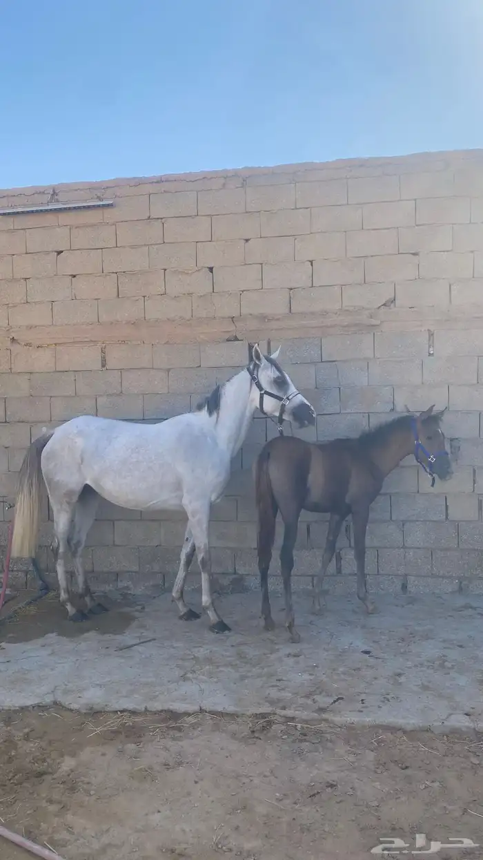 فرس ومهره للبيع جميع خيل 4