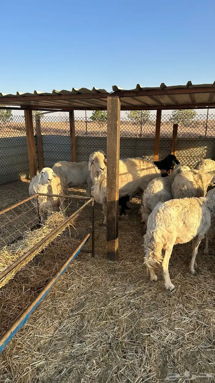حريات عشر تحتها عشره 4