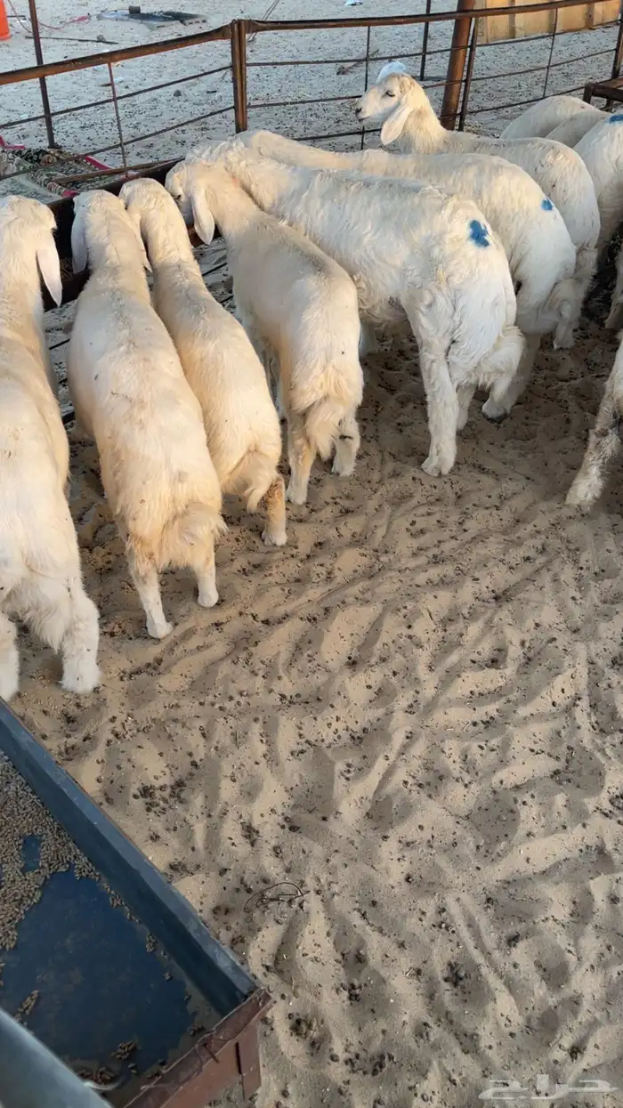 ذبايح حري نعيمي 1