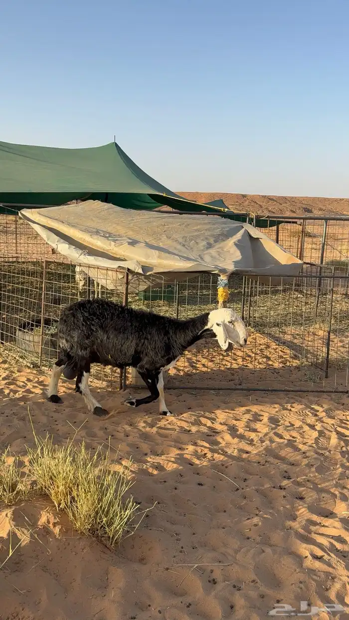شاه نجديه للبيع 1