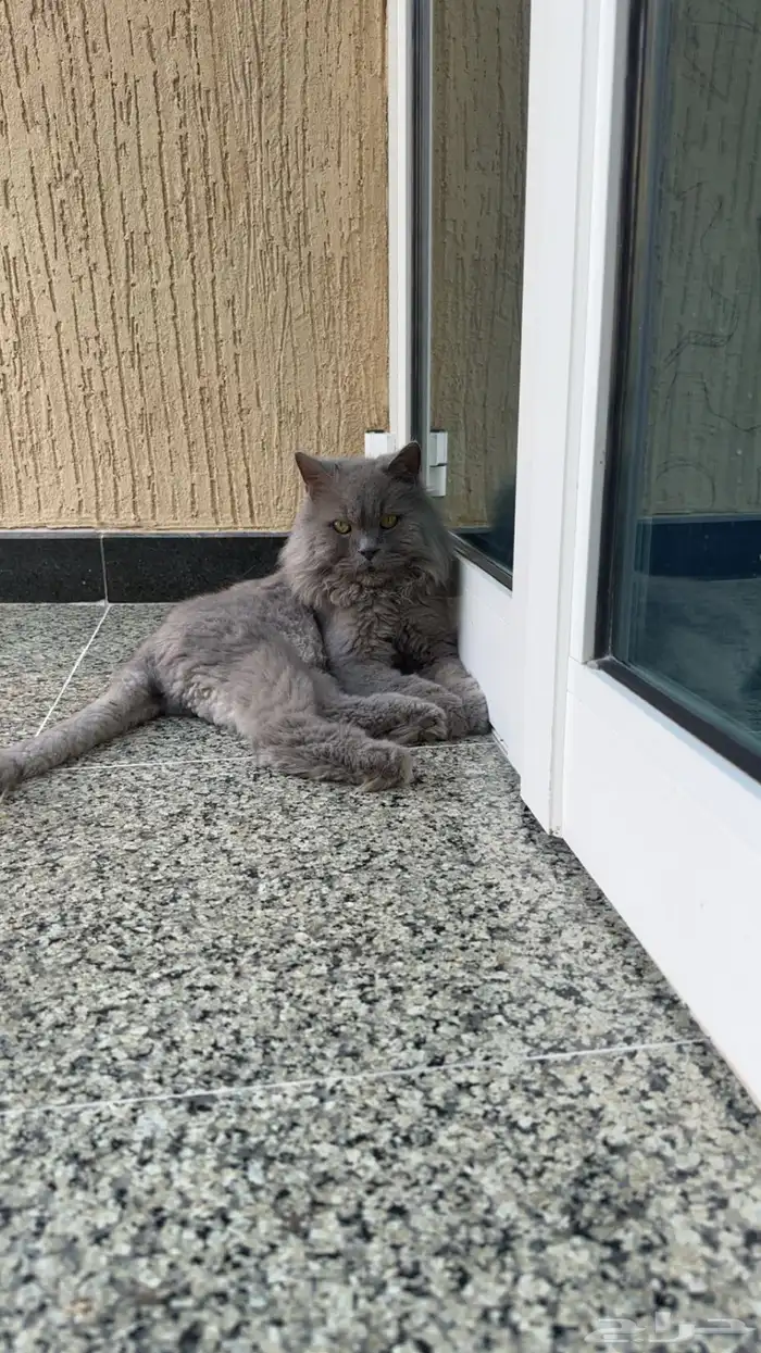 القطوة ذي حصلتها واضح انها ضايعه 0