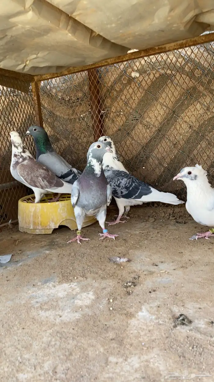 حمام زاجل 0
