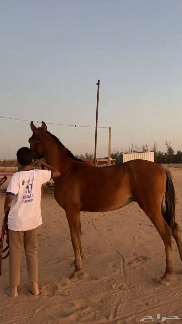 مهر شعبي بطل 4