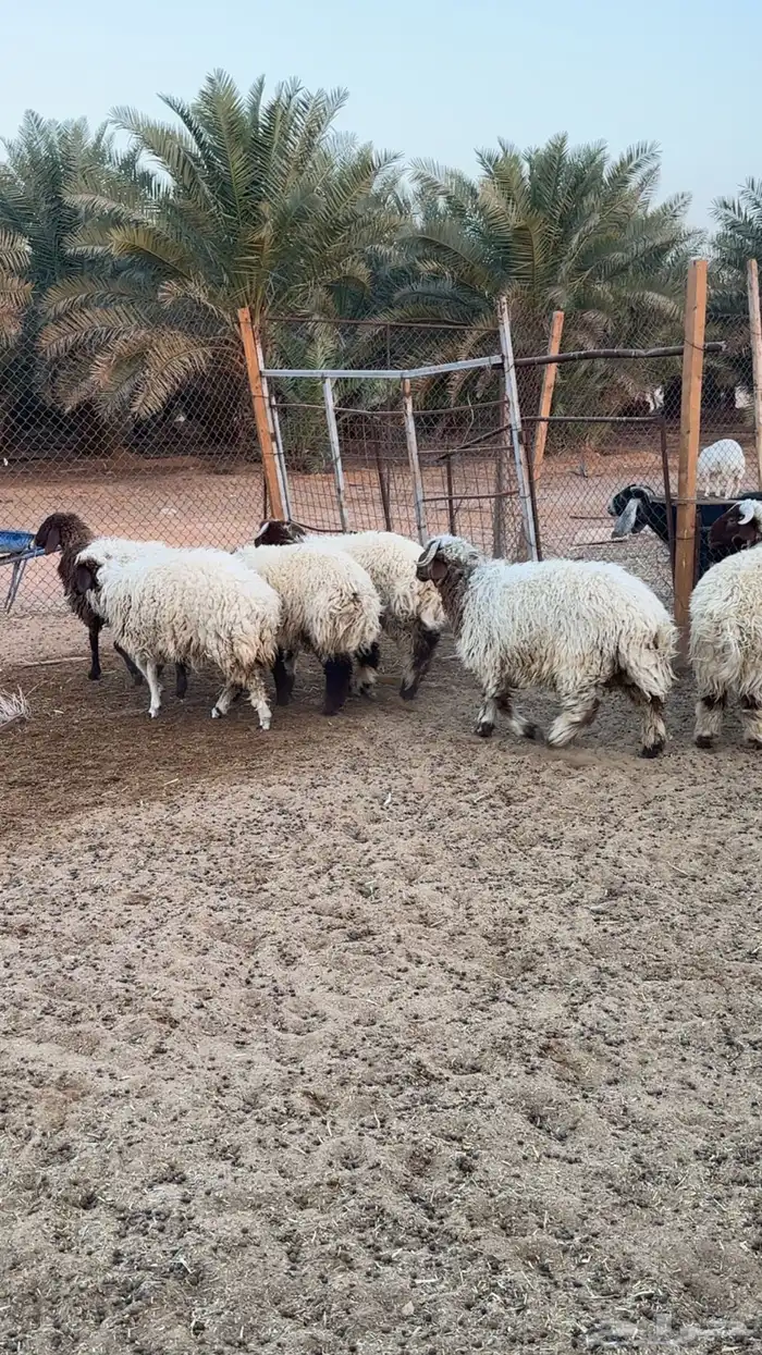 بهم 3