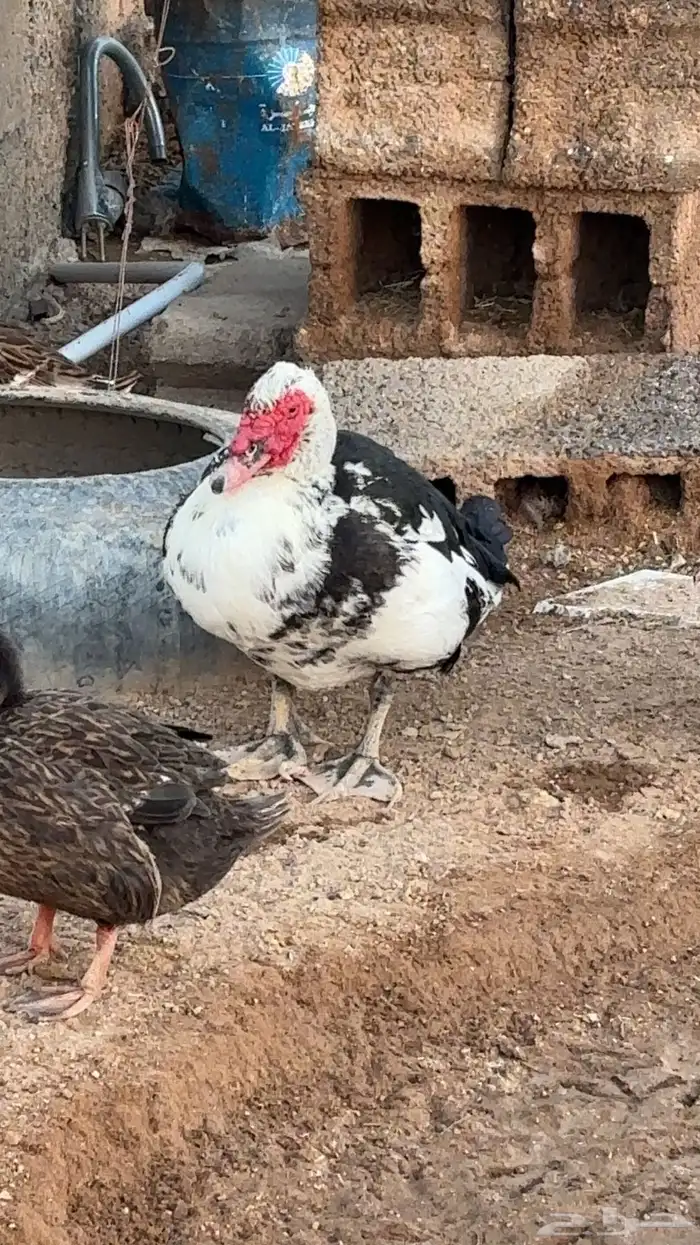 بط للبيع شرشيري وعربي 4