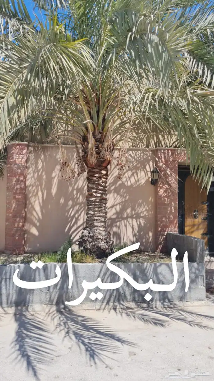 نخلات 4