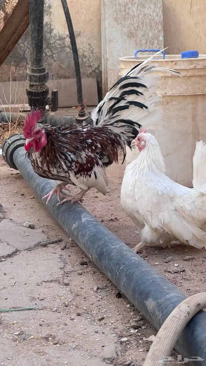 دجاج قزمي بياض 4