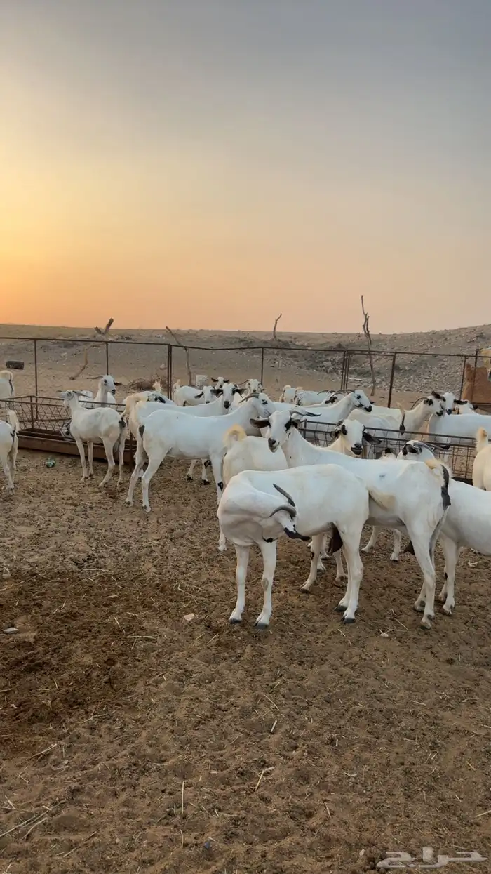 ماعز بيشيات المظيلف دوقه 1