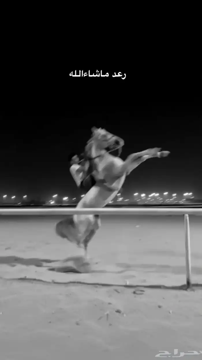 حصان بطل حار 2