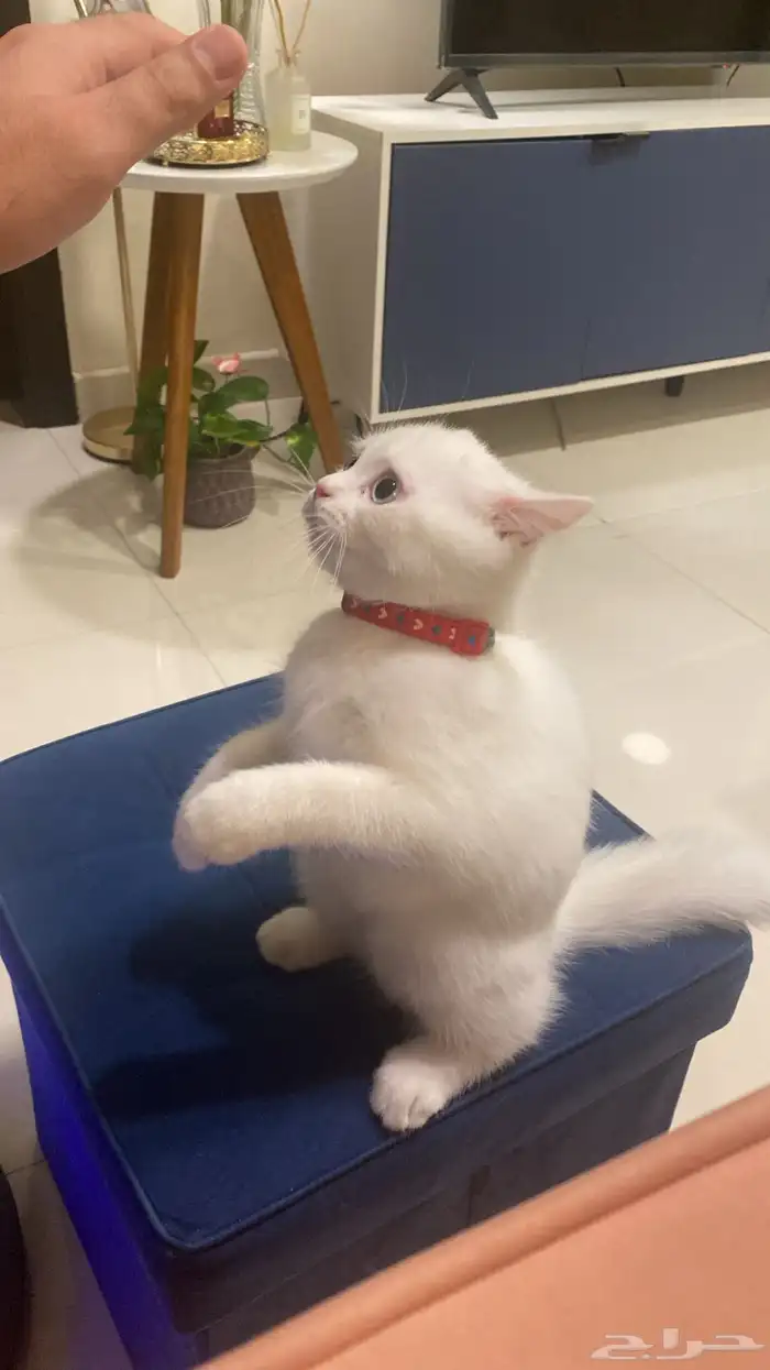 Cat for adoption قط للتبني 1