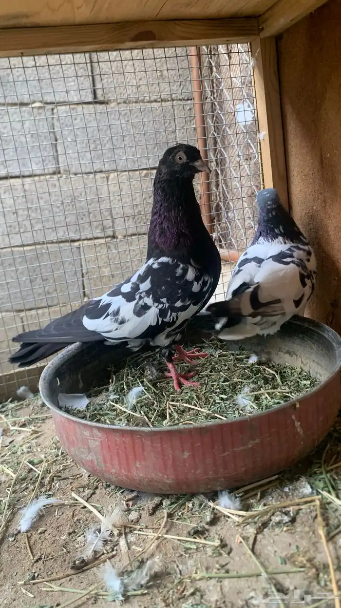 مجموعة حمام باكستاني 8