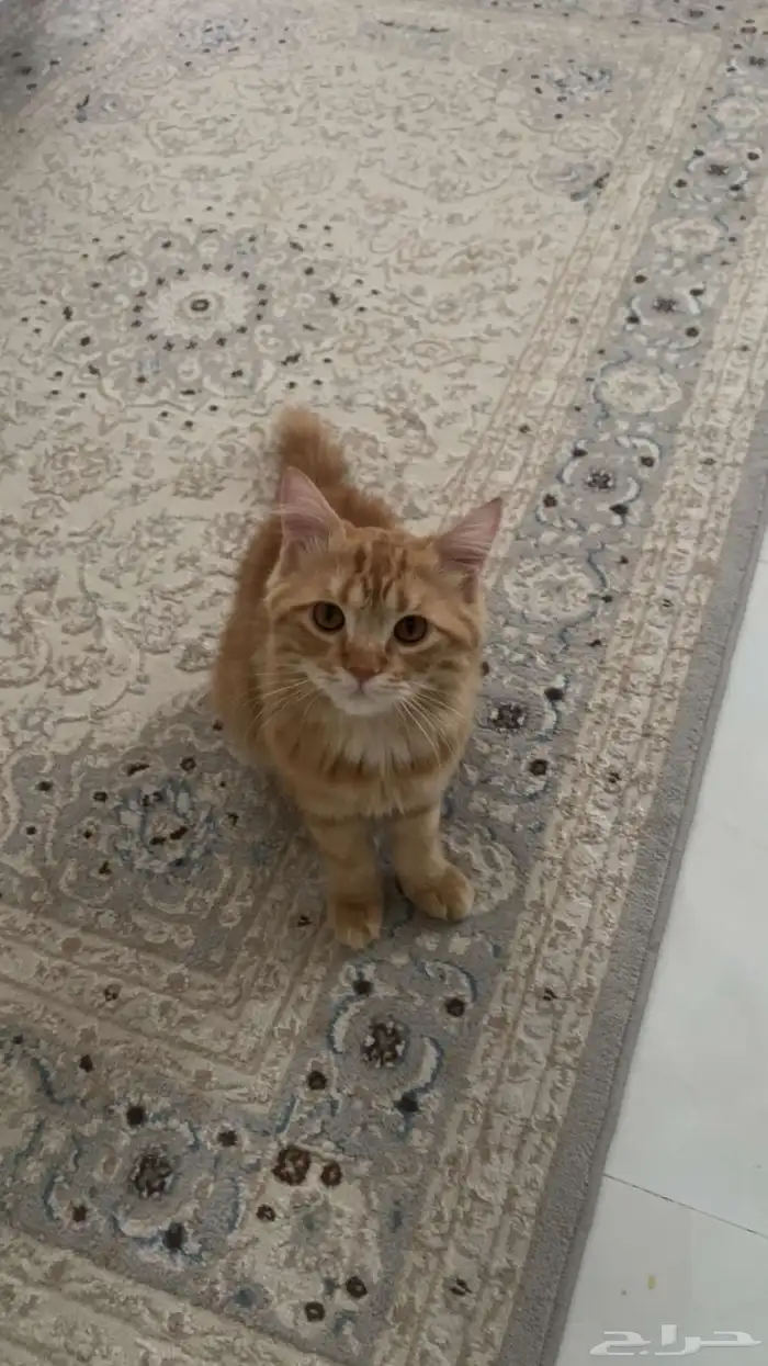 الخرج 1