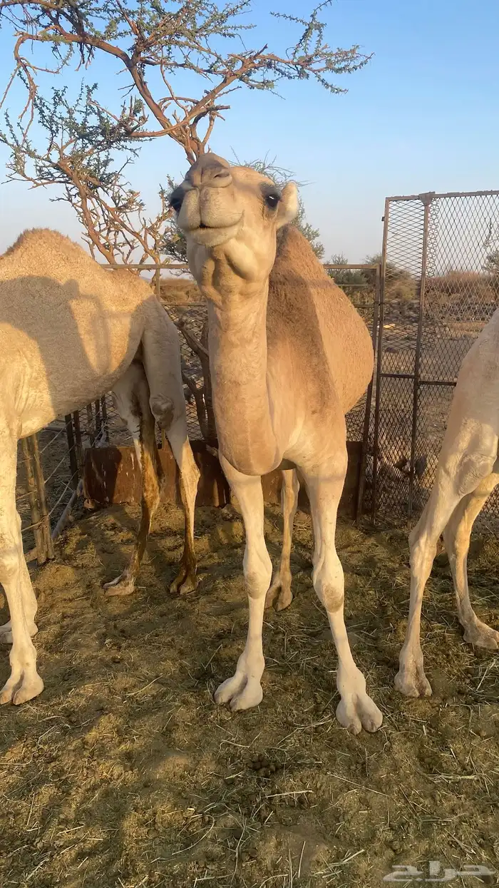 بكره حمراء لقيه 4