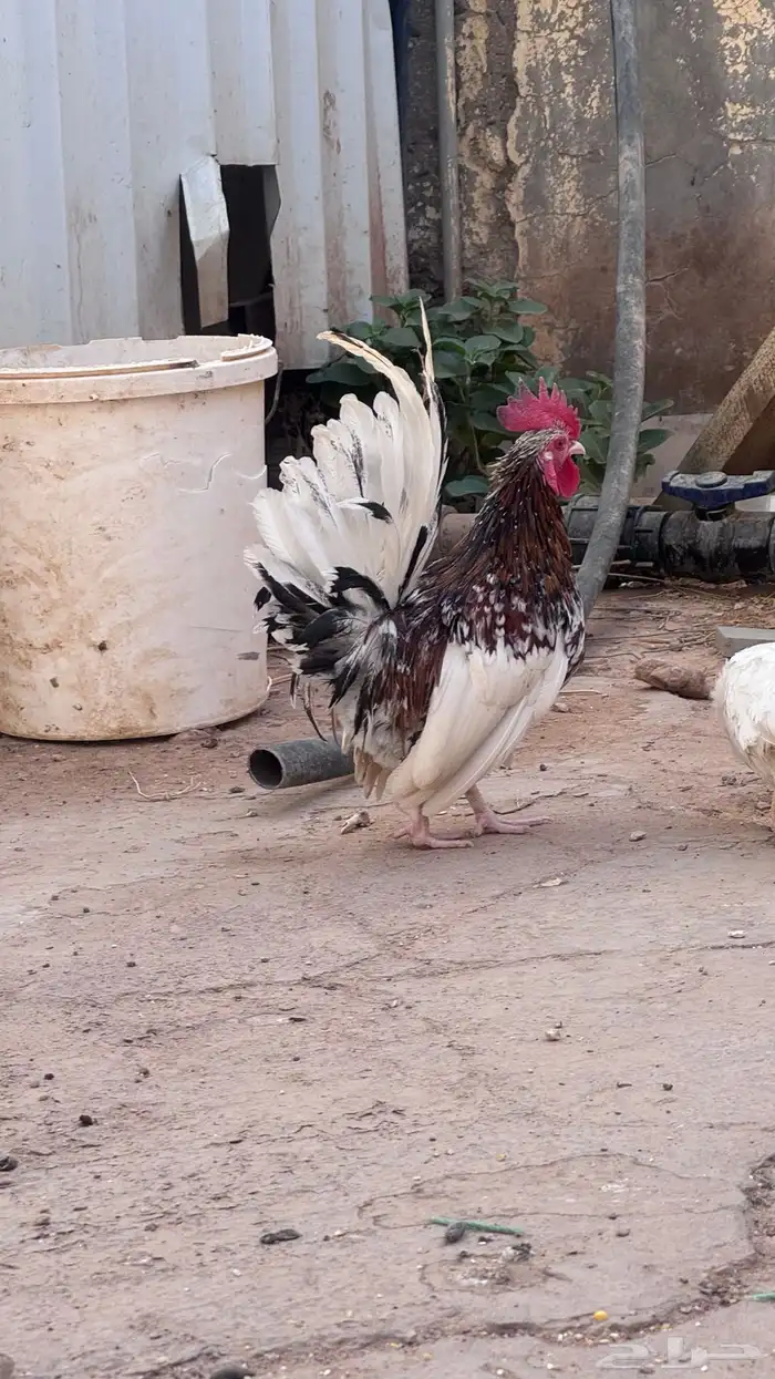 دجاج قزمي بياض 0