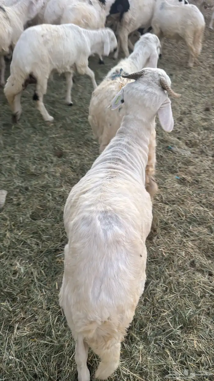 طليان سواكن مرابي شحم القويعية 1