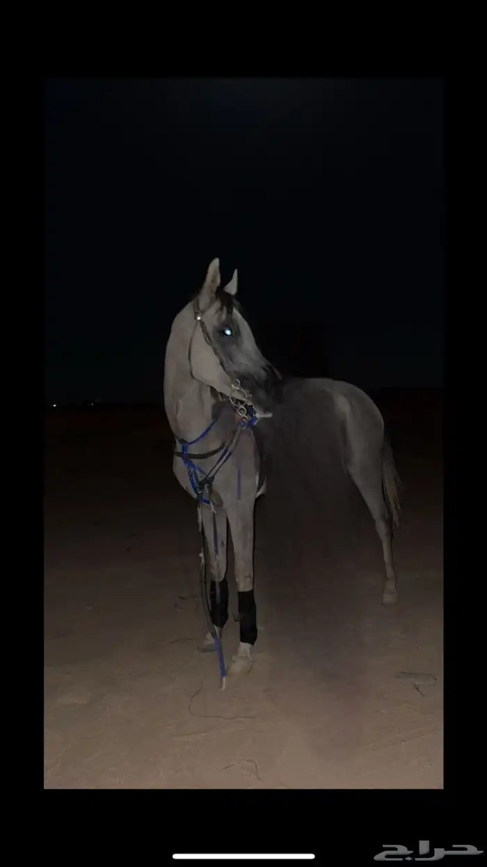 حصان شعبي كفوو 0