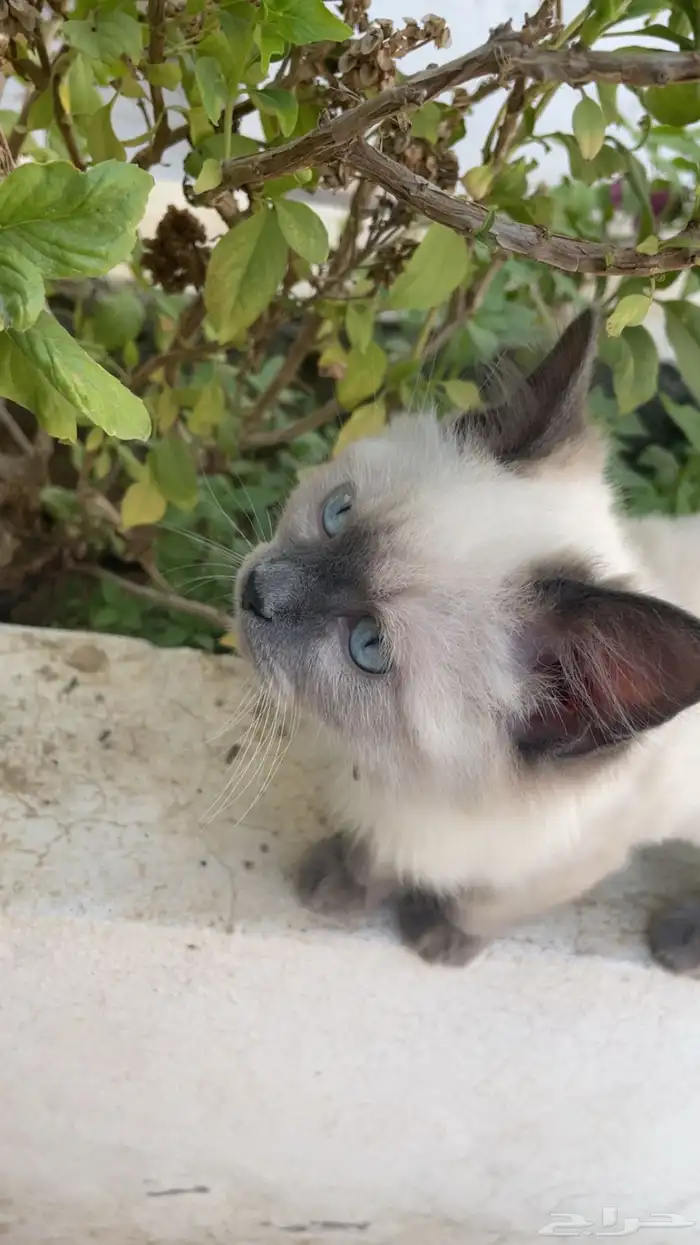 قطط هيملايا 3