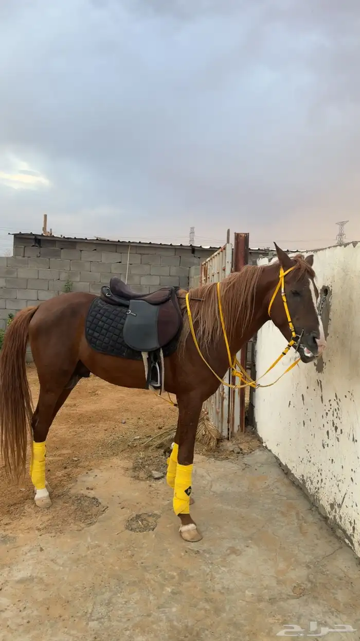 حصان للبيع العمر 3 ونص 0