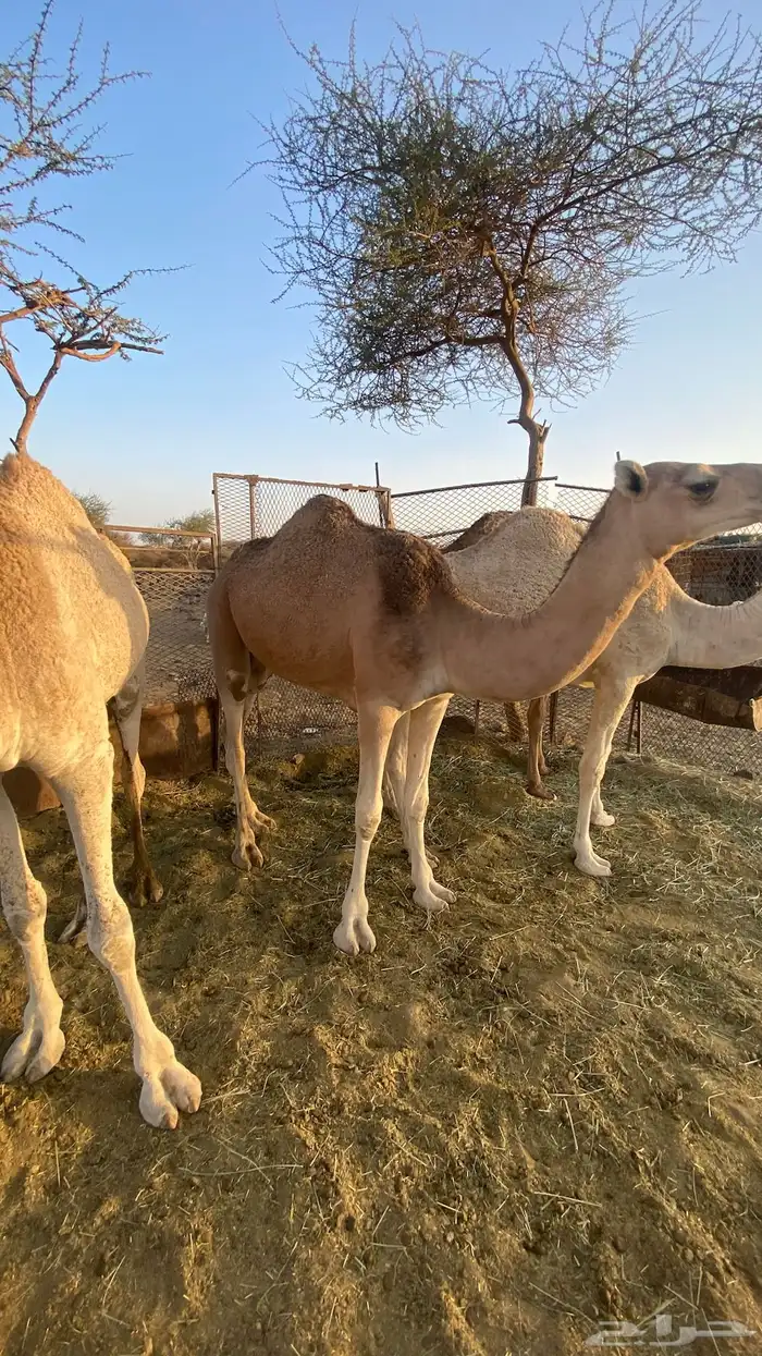 بكره حمراء لقيه 3