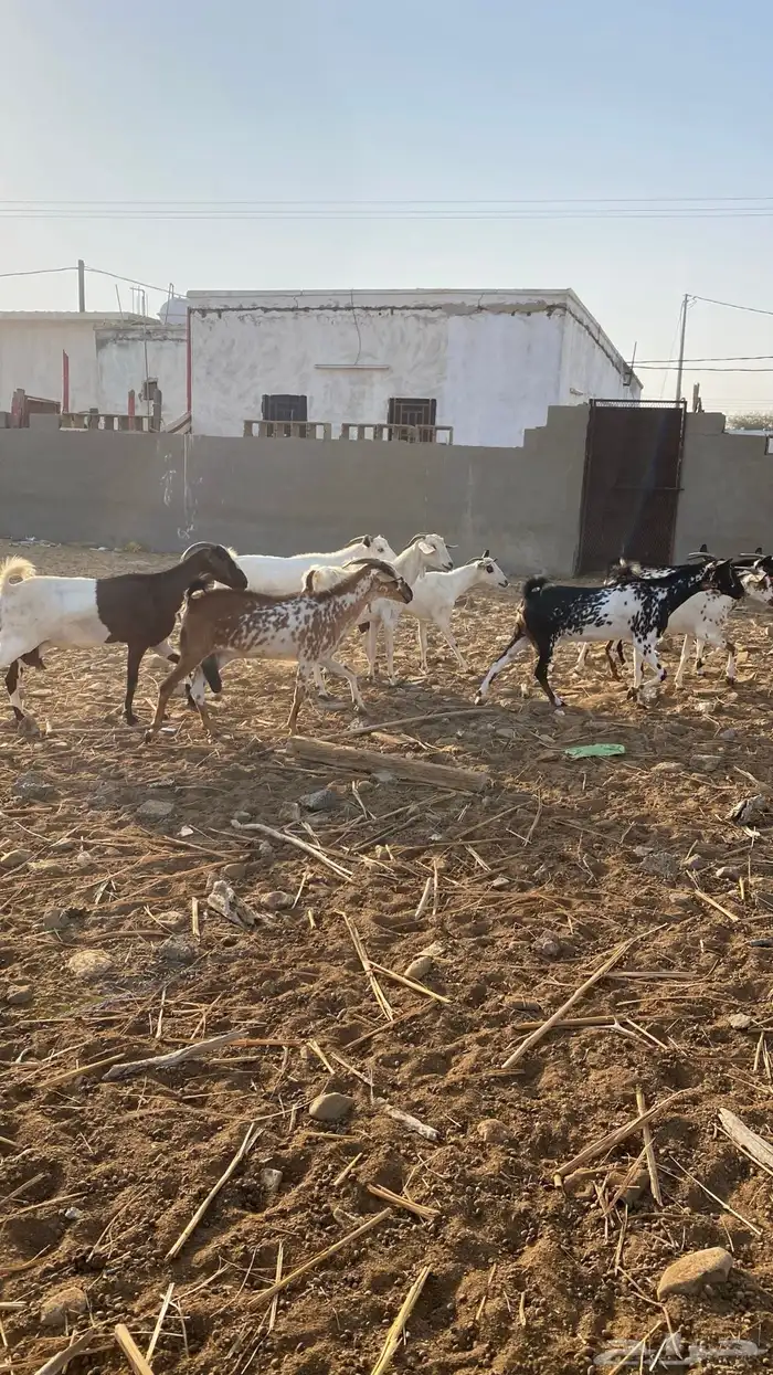 غنم معزا مراح واحد 0
