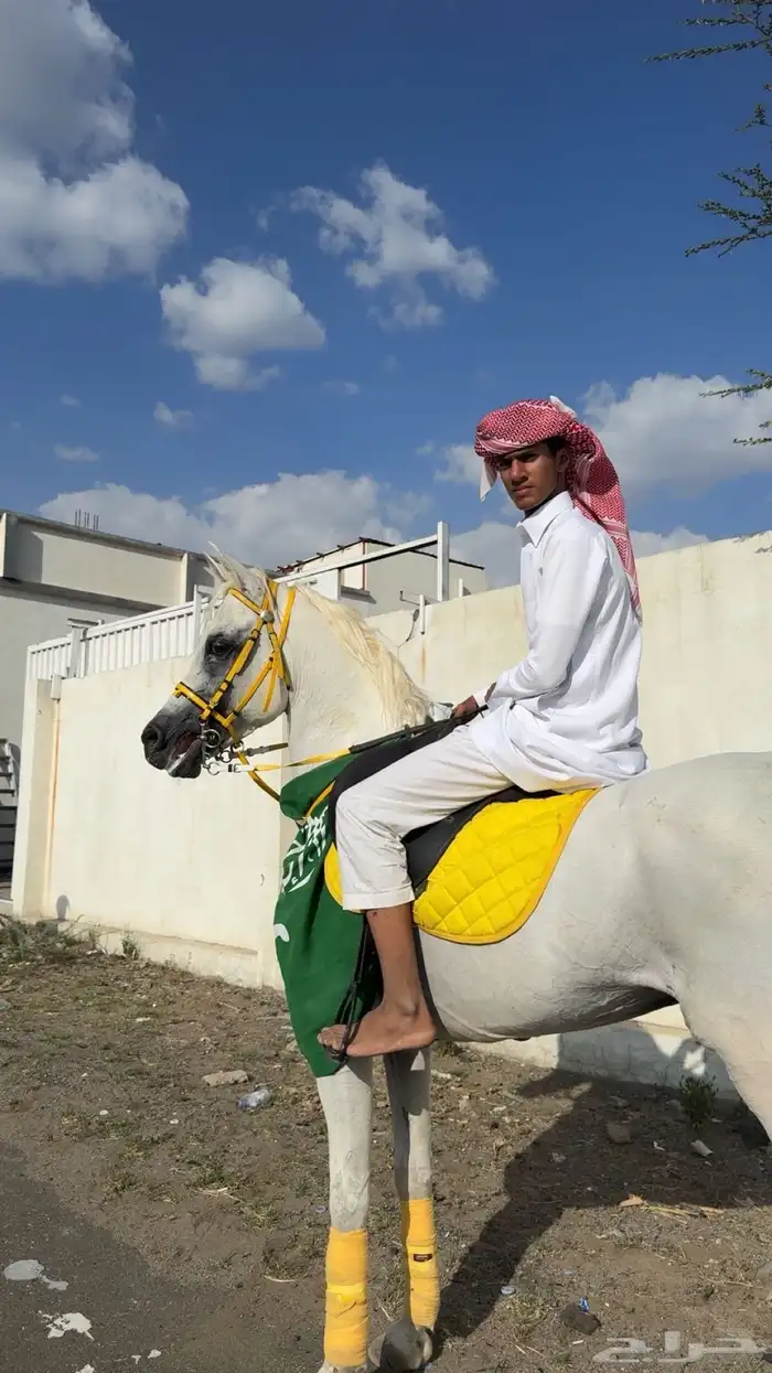 حصان مصري بيور 0