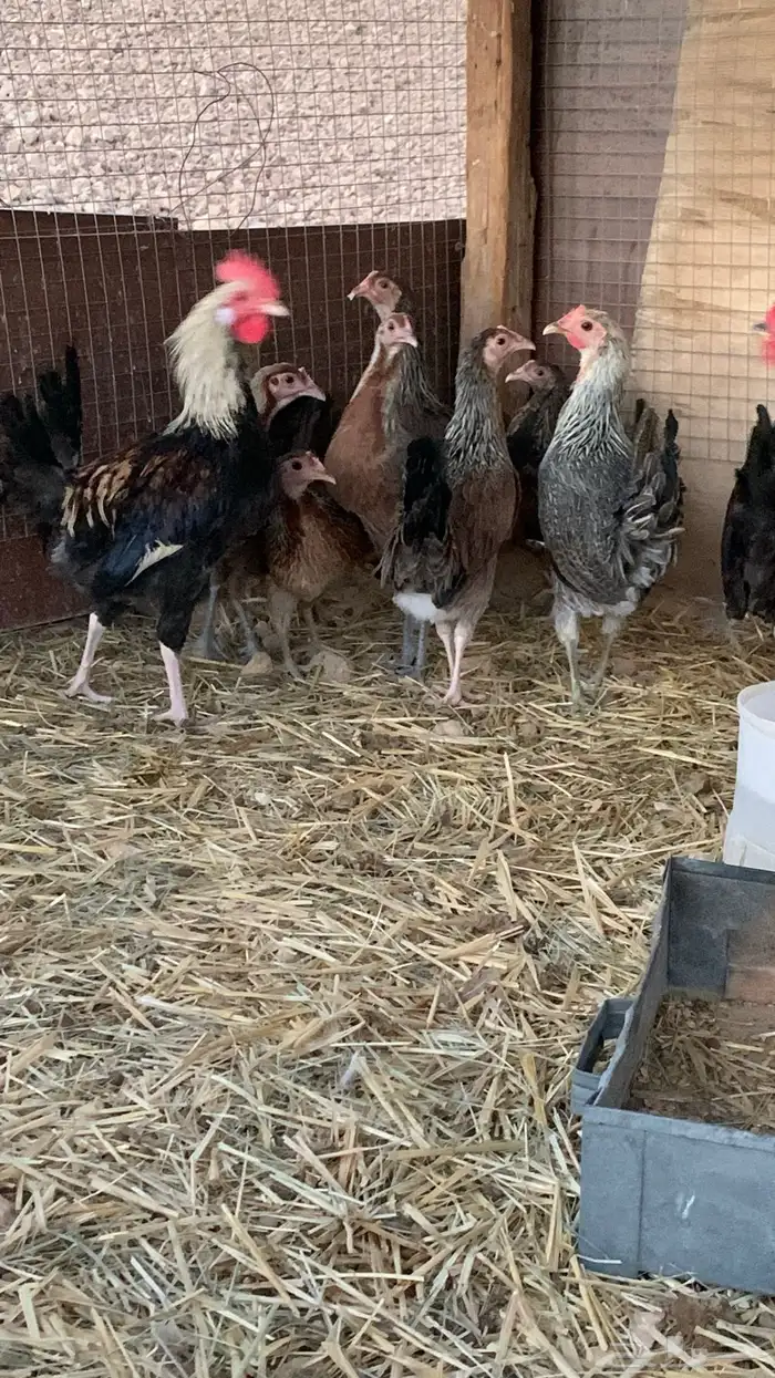 بشاير عربي شوكي 22