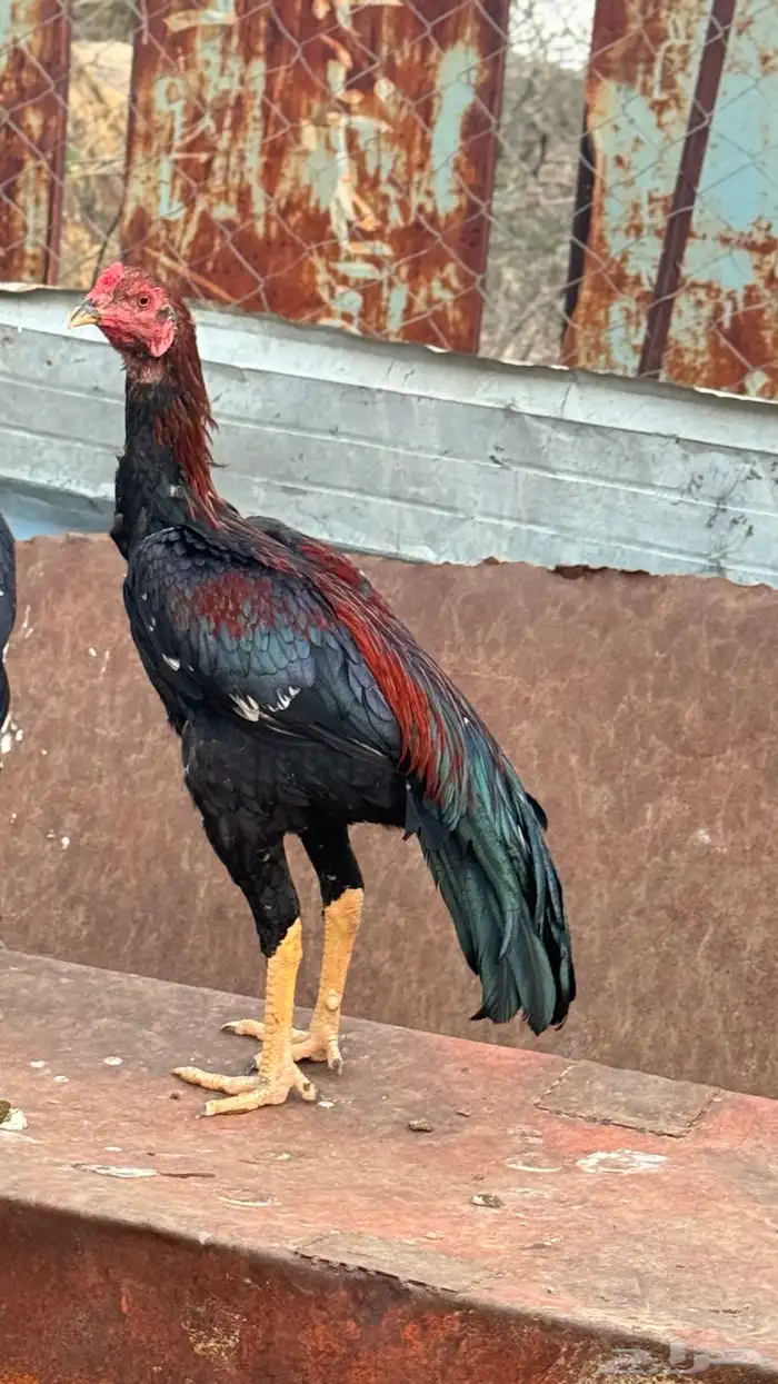 ديك باكستاني سندي بيور 1