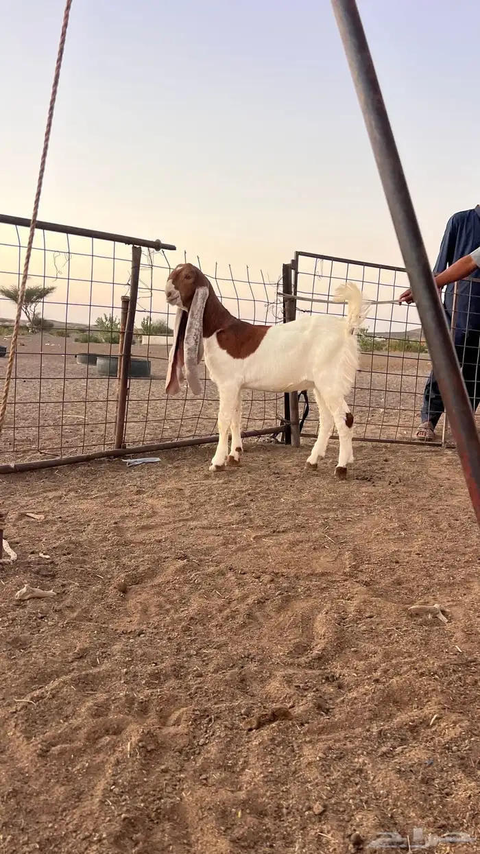 للبيع جفره هولنديه طيبه 0