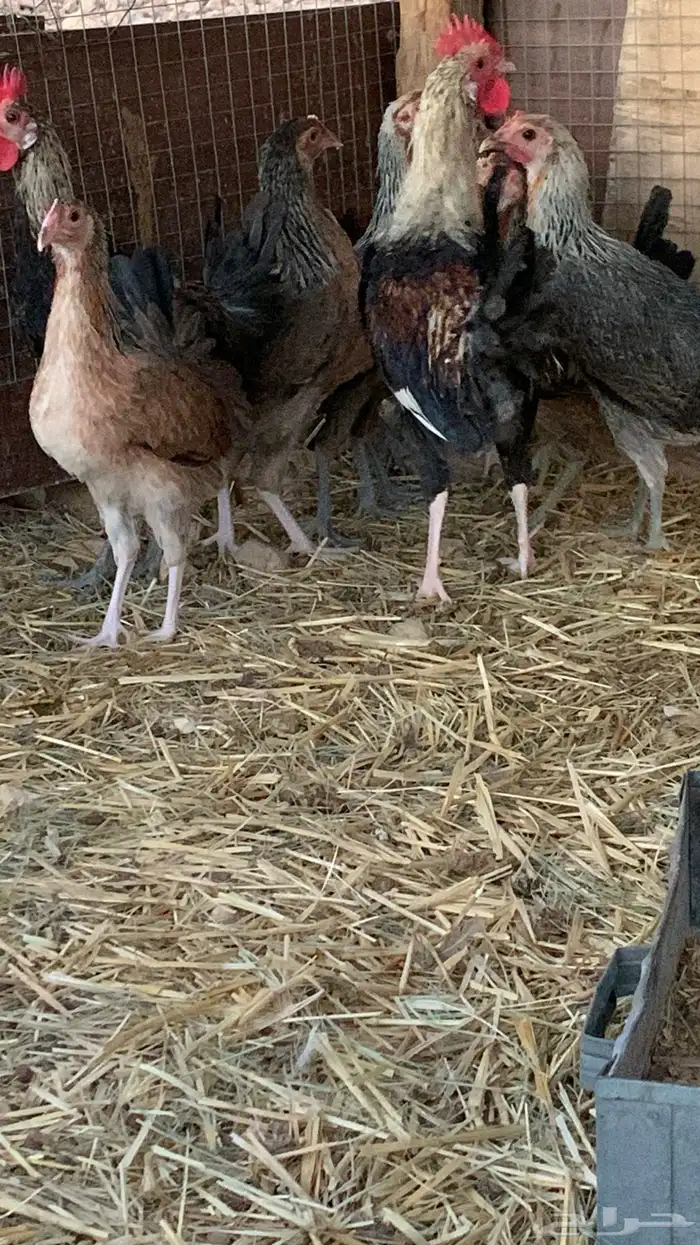 بشاير عربي شوكي 14