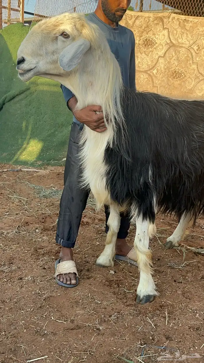 فحل نجدي مشروط 1