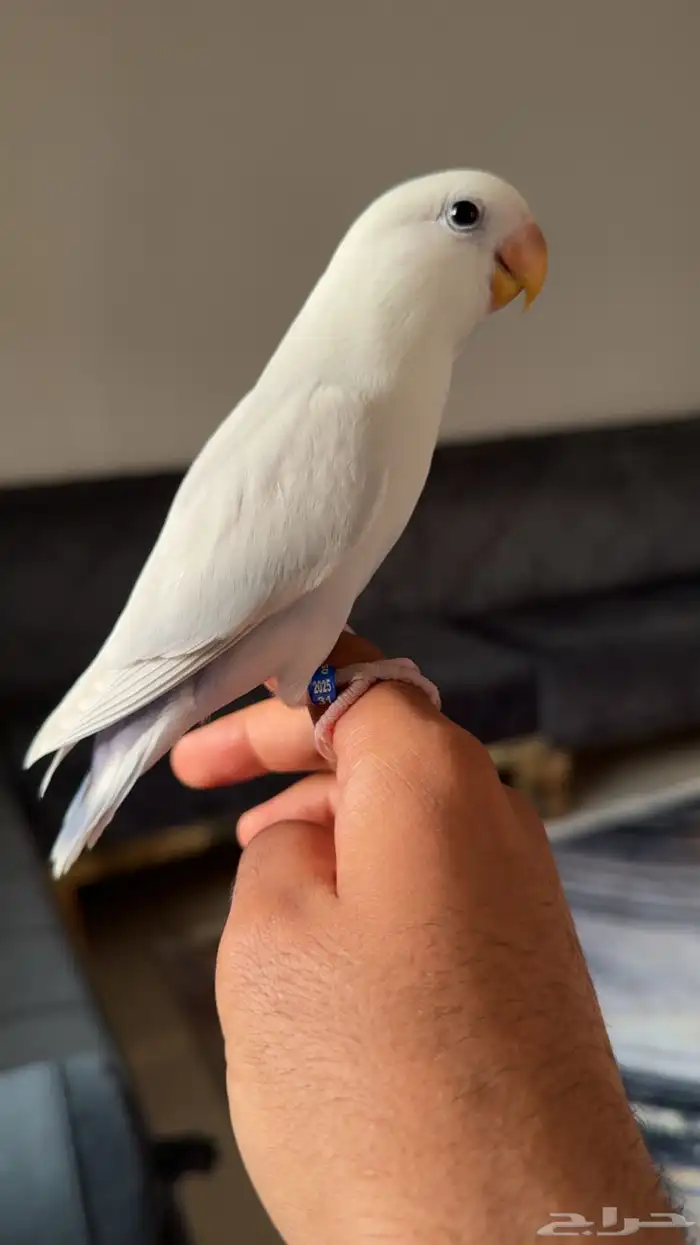روز اليف هدد 2