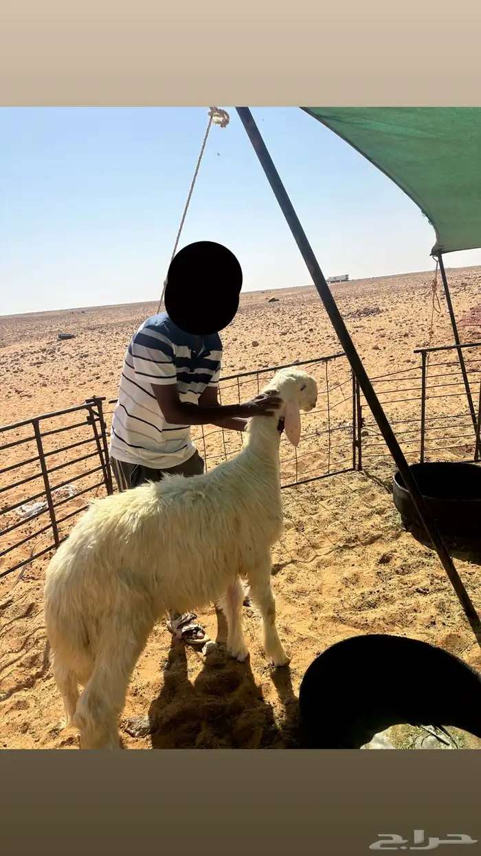 مشروع فحل عيسي 0