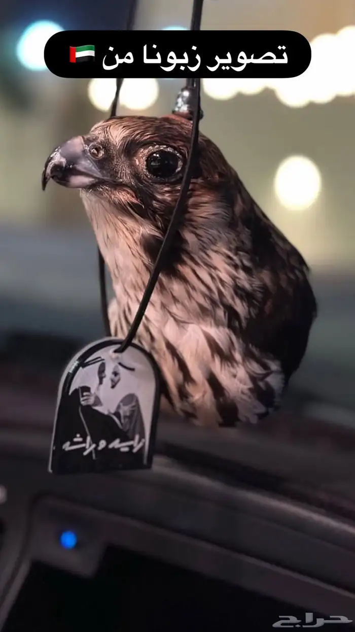 تعليقة سيارة راس صقر محنط 0