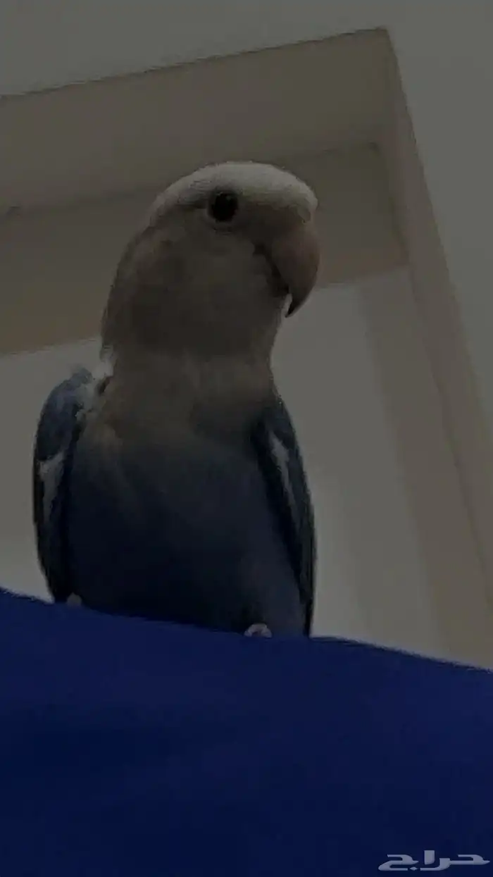 روز كروان 6