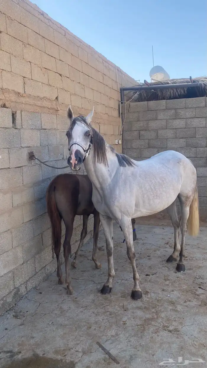 فرس ومهره للبيع جميع خيل 1