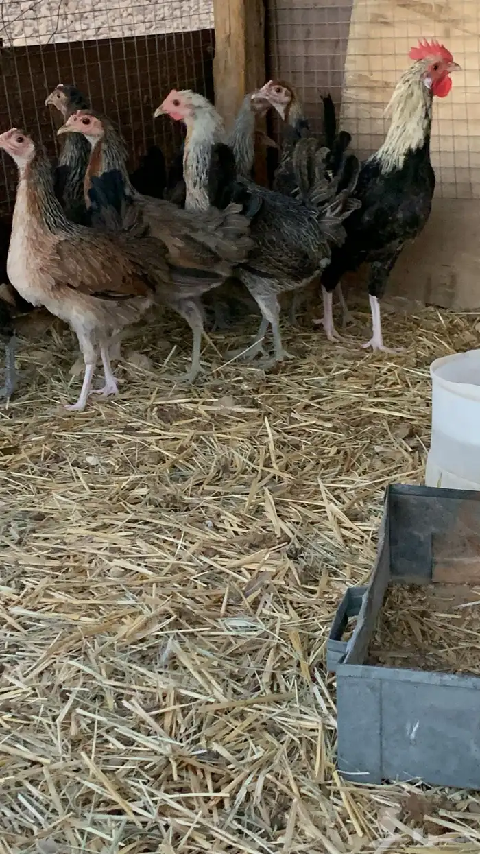 بشاير عربي شوكي 10