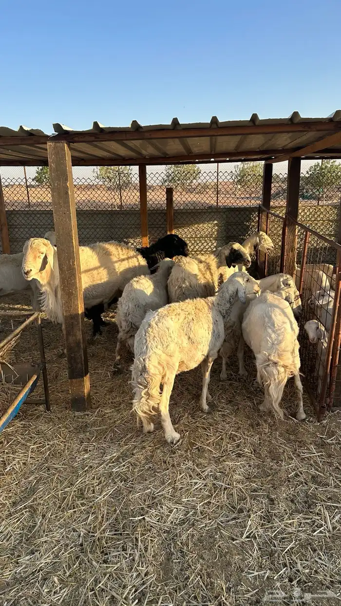 حريات عشر تحتها عشره 5