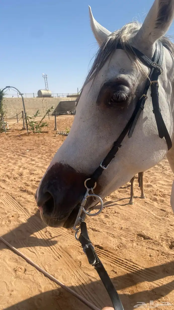 فرس ومهره للبيع جميع خيل 6