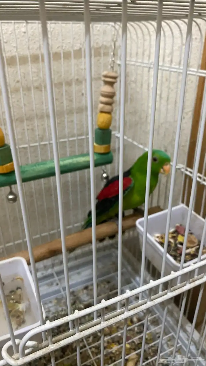 ببغاء 3
