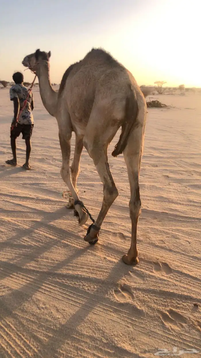 للبيع رحول ابل (( تم البيع)) 0