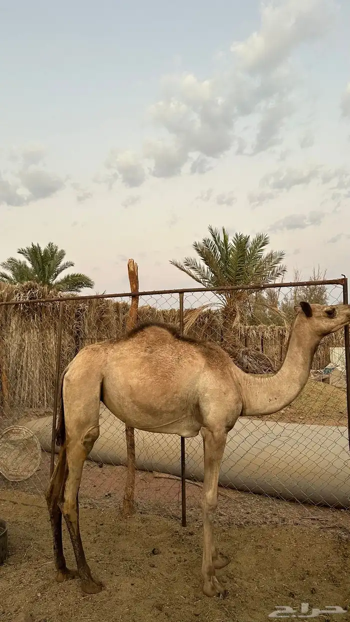 بكره 0