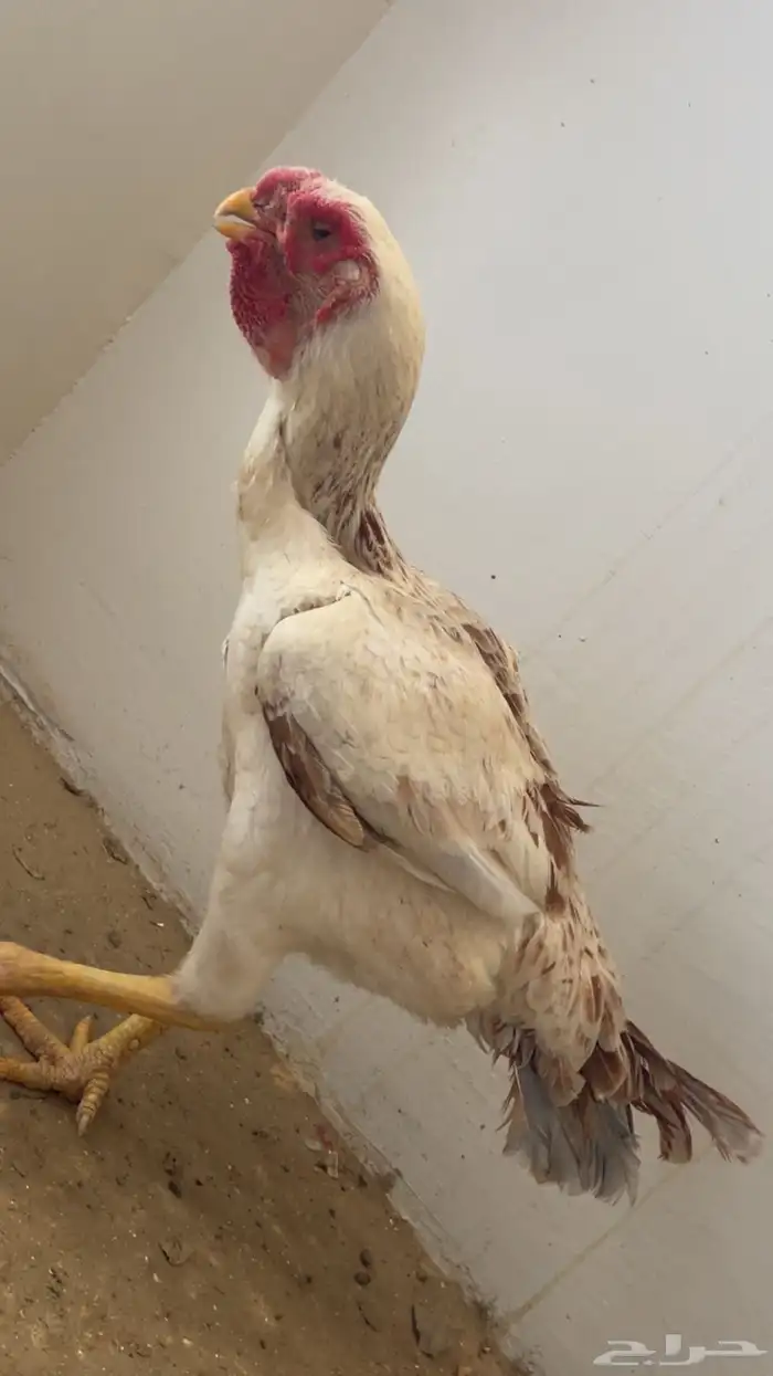 دجاجه فارسي فاخر 3