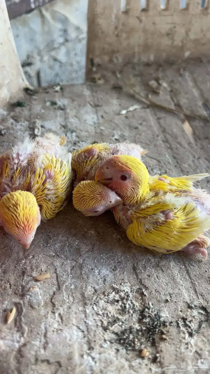 فروخ روز 1