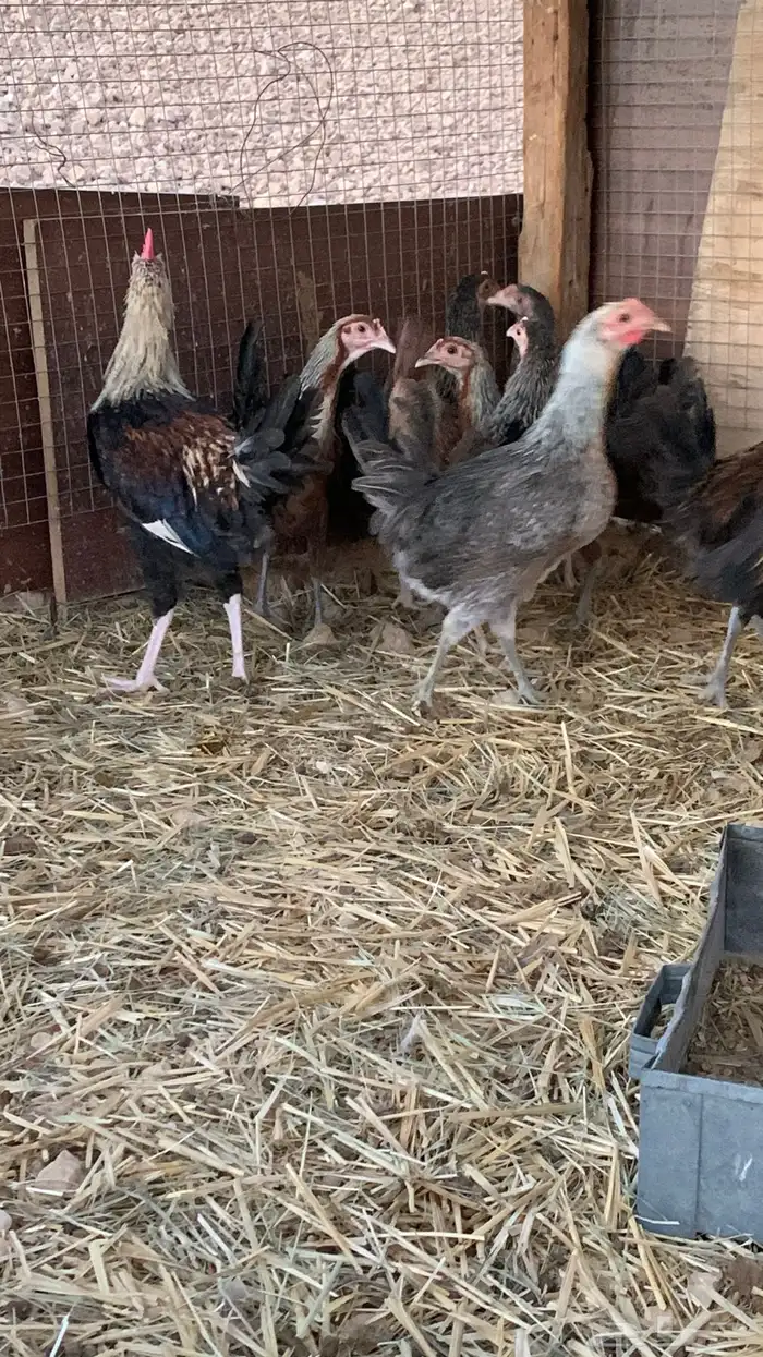 بشاير عربي شوكي 21