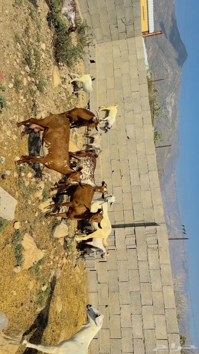 العرض الاول. ماعز دهم جنوبي للبيع 3