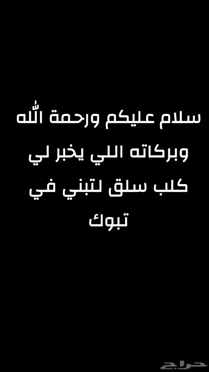مطلوب كلب سلق الاتبني 0