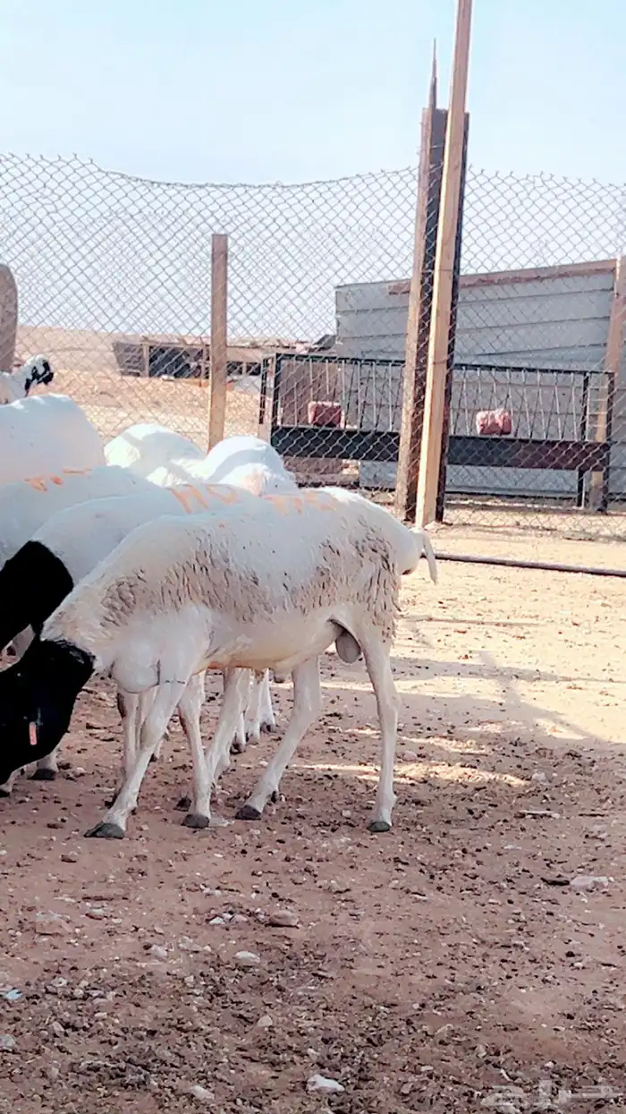 سواكن كرش ذهبيه مرابي حري تيوس رفيد نعيم برابر 8