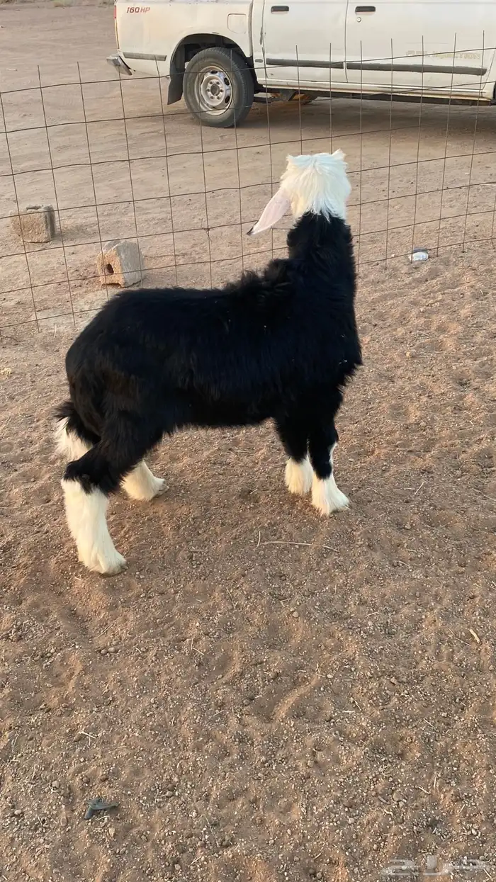 خروف نجدي ذبيحه 1