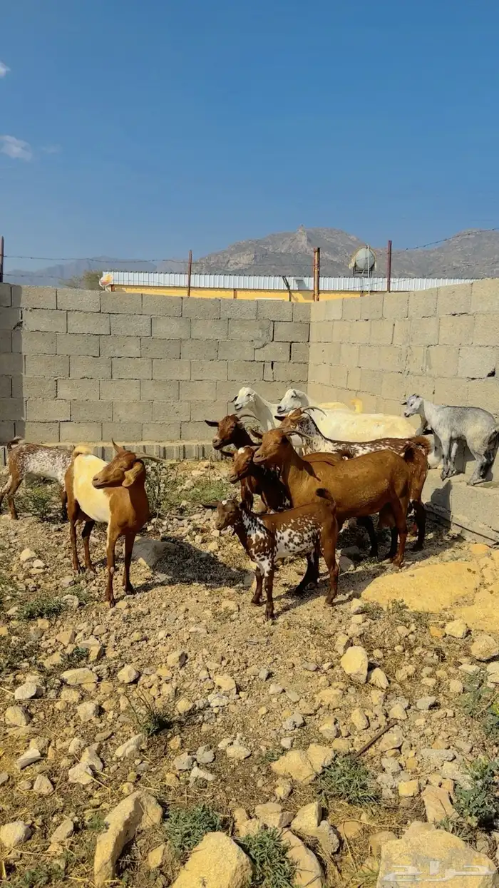 العرض الاول. ماعز دهم جنوبي للبيع 1