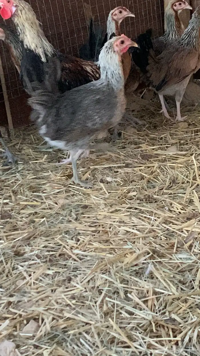 بشاير عربي شوكي 19